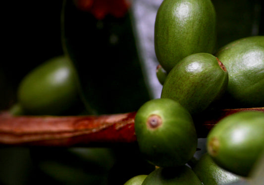 Le café est le noyau d'un fruit.