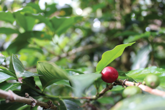 Cerise de café à point