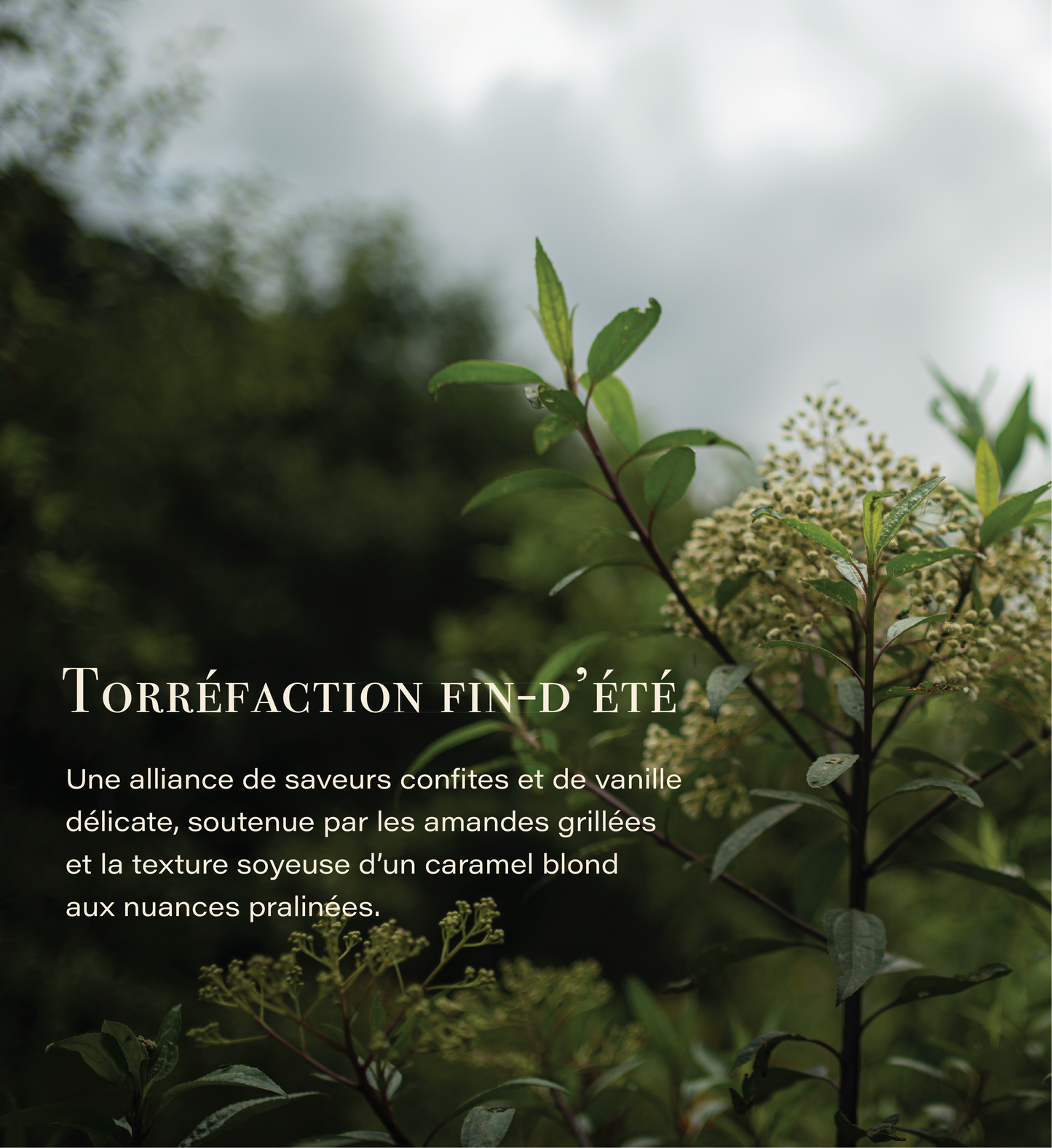 Torréfaction Fin-d'Été