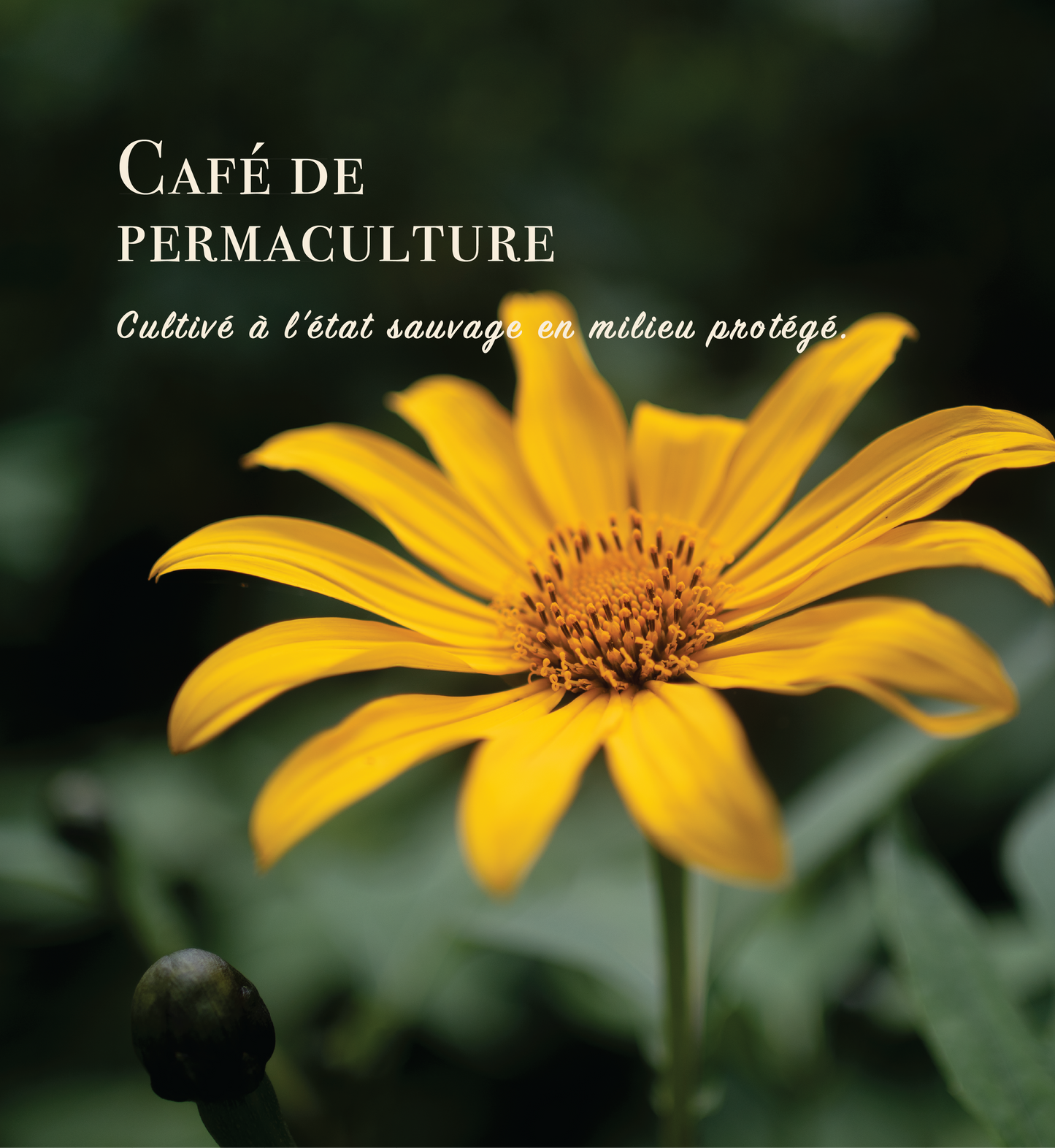 Torréfaction Fin-d'Été