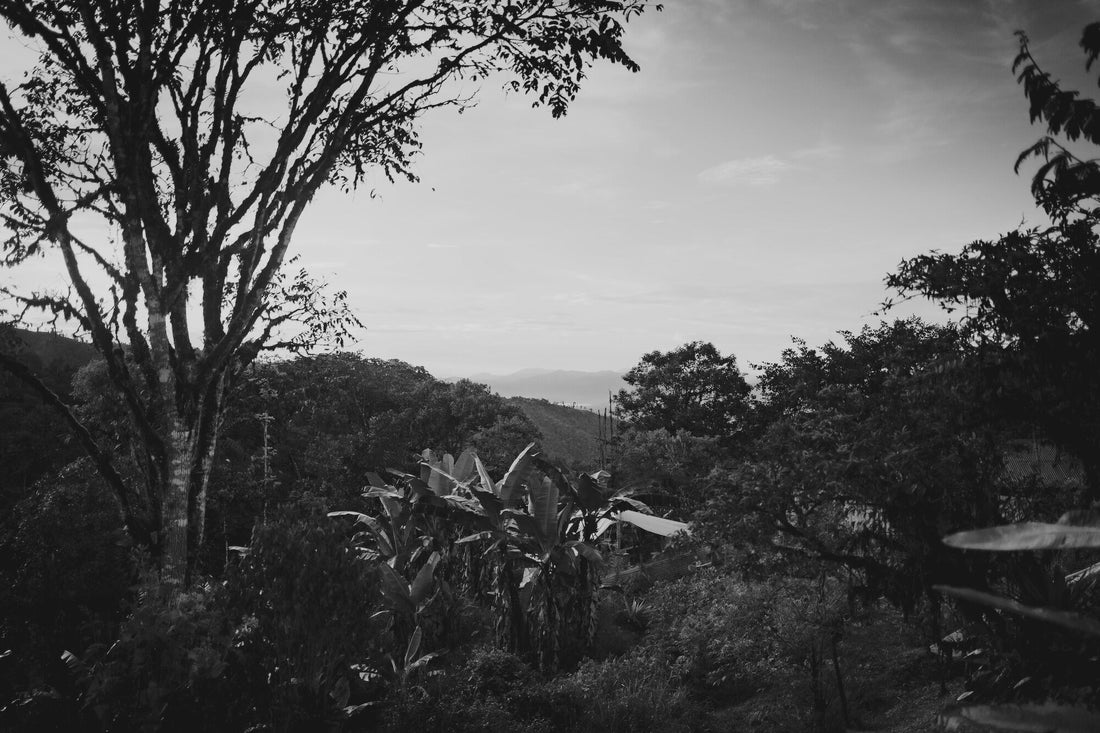 Au-delà du biologique : la permaculture