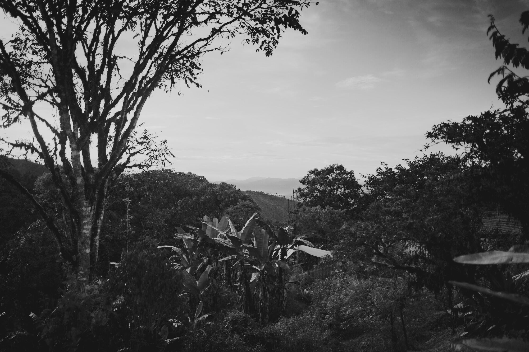 Au-delà du biologique : la permaculture