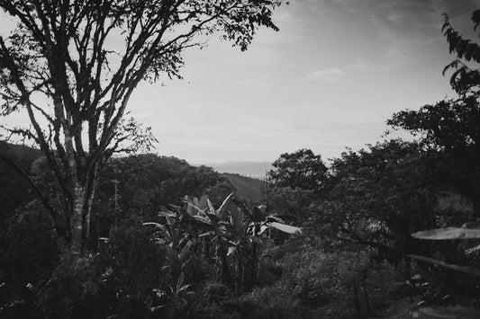 Au-delà du biologique : la permaculture