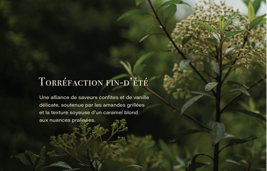 La Torréfaction Fin-d’Été : Quand un Café Devient un Acte de RésistanceLa Torréfaction de Fin d’Été : Une Tasse au Cœur d’un Effort Collectif