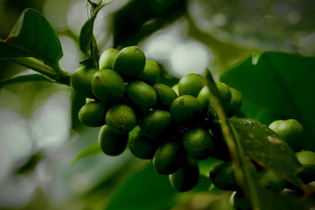 Notre café n'est pas bio, car les aliments biologiques ne sont pas durables.