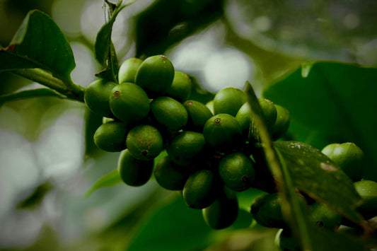 Notre café n'est pas bio, car les aliments biologiques ne sont pas durables.