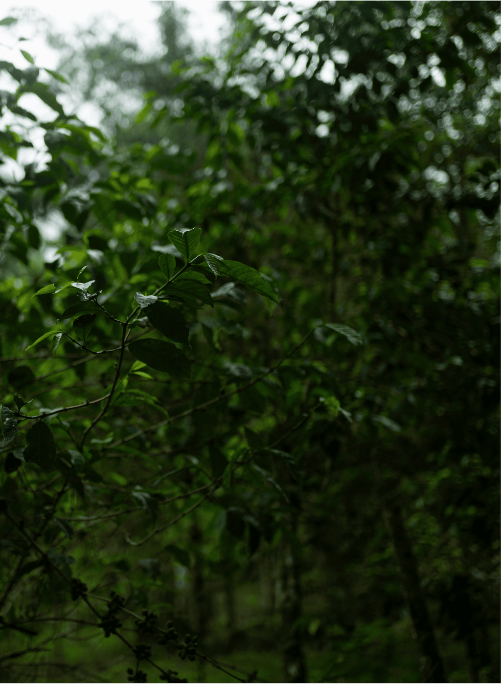 HAZELNUT