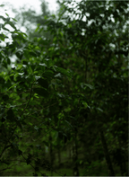 HAZELNUT