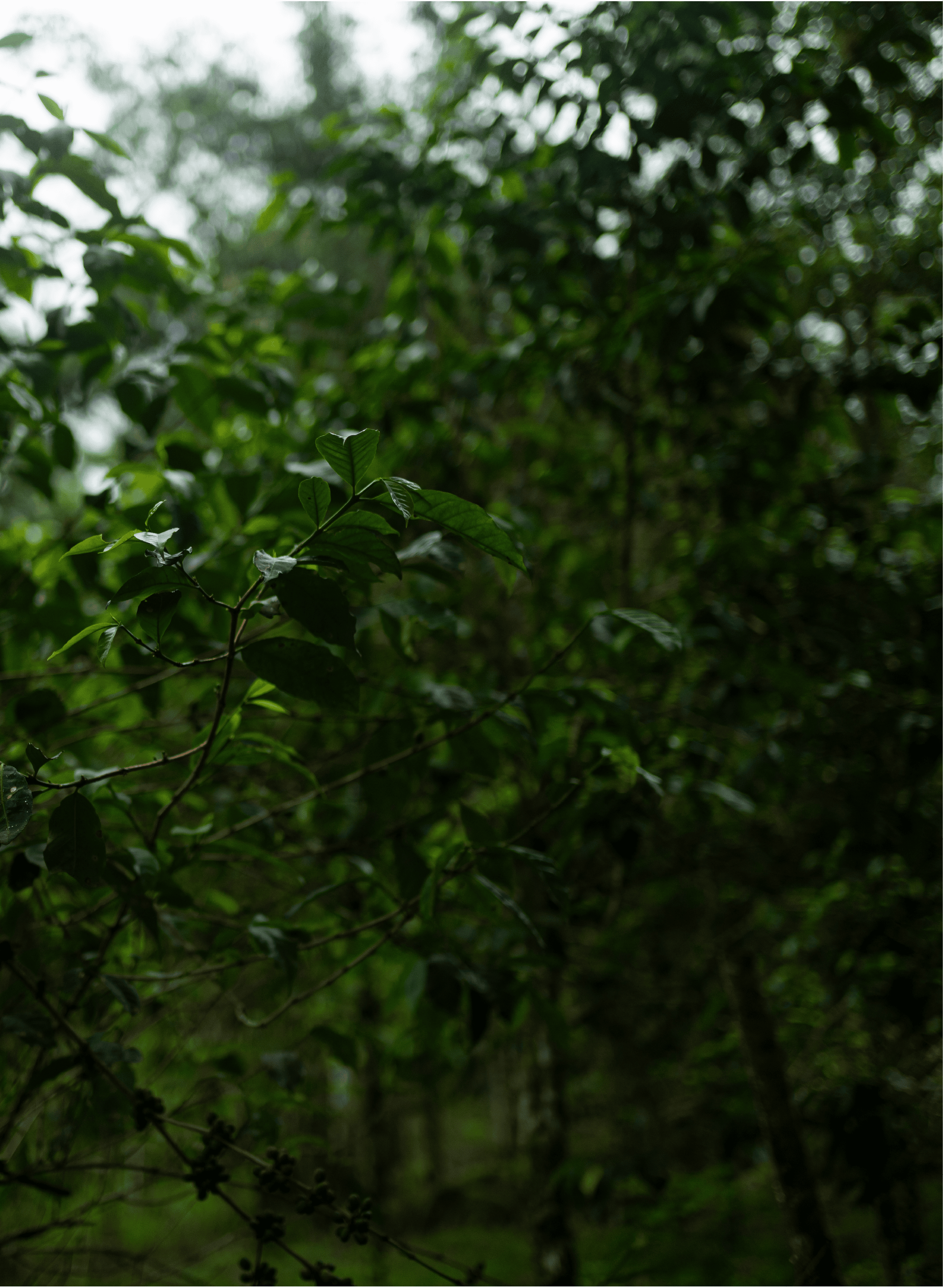 HAZELNUT