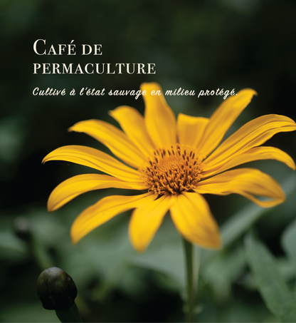 Torréfaction Fin-d'Été